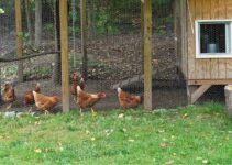 Backyard Chickens Legislation