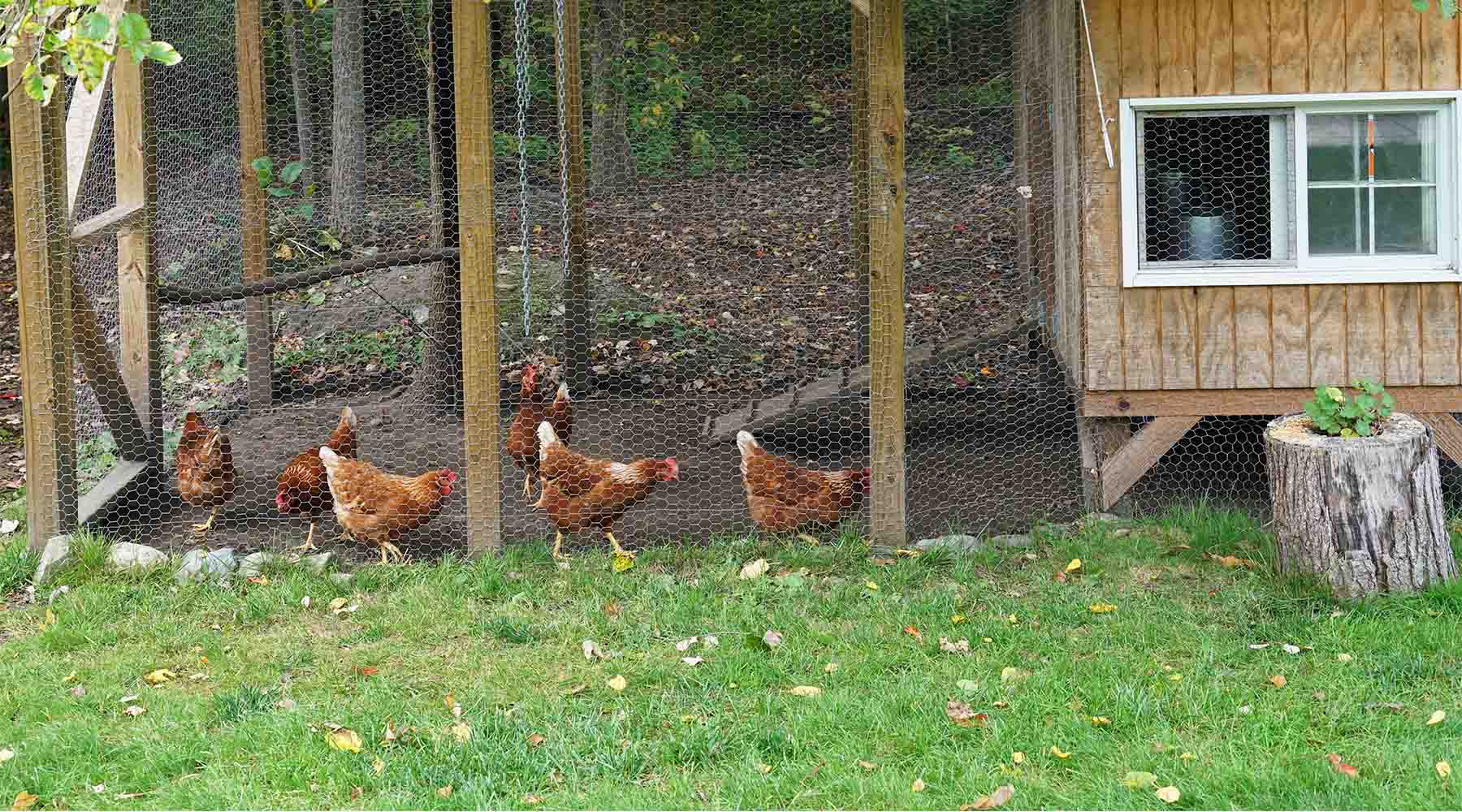Backyard Chickens Legislation General Code