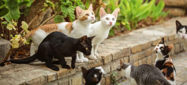 Feral Cat Legislation