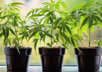 Homegrown Cannabis Legislation
