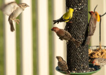 Backyard Bird Feeder Legislation