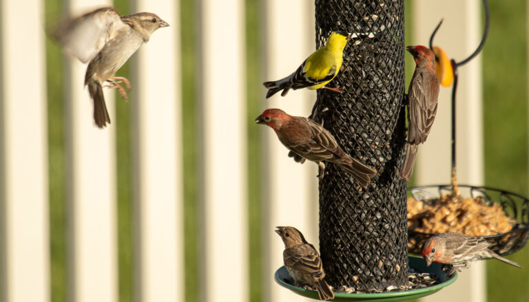 Backyard Bird Feeder Legislation
