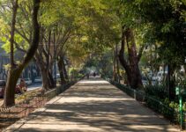 Tree Canopy Preservation Legislation