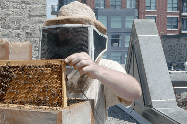 urbanbeekeeping_blogheader